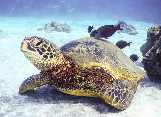 Snorkeling Responsibly with Sea Turtles in Hawaiʻi