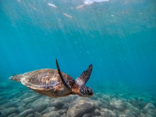 Mālama ʻĀina: How Visitors Can Respect Hawaiʻi’s Land