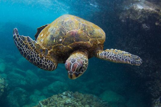 Reef-Safe Sunscreen: What to Wear and Use on Hawaii's Beaches