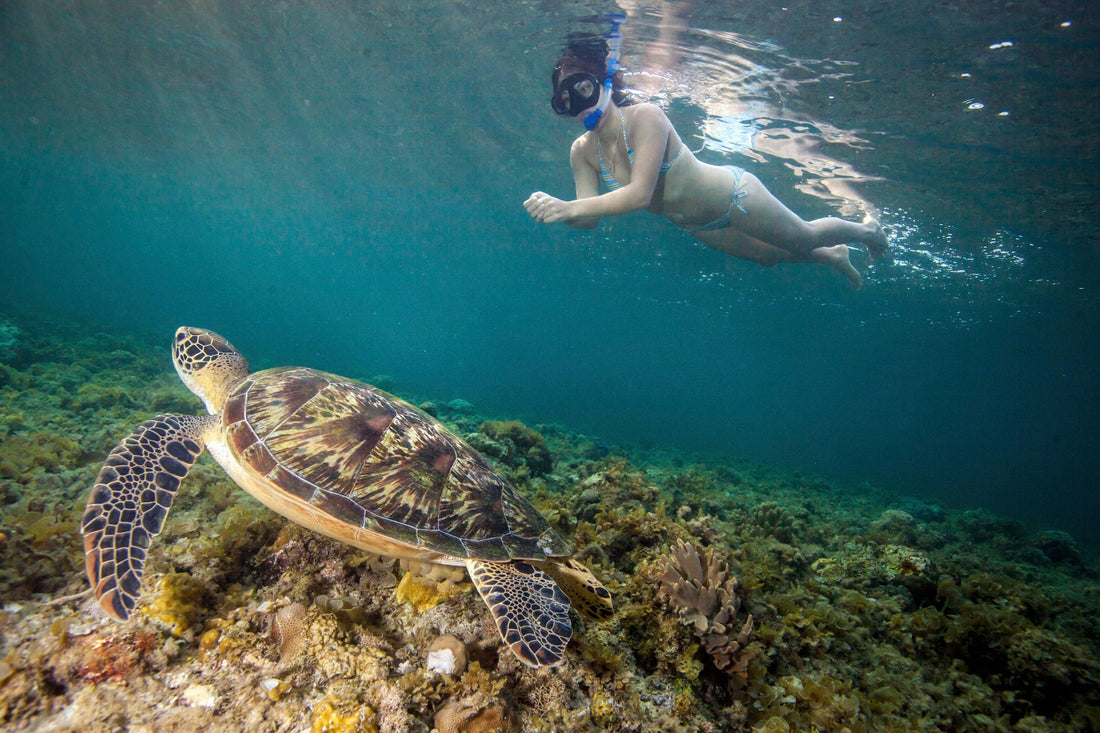The Best Snorkeling & Diving on Oʻahu